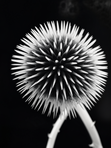 black-and-white-plant-freewebnuaiart