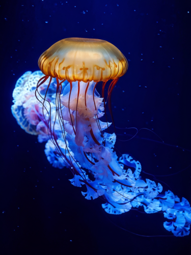jellyfish-04-freewebnuaiart
