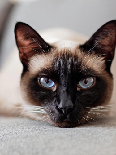 siamese-cat-freewebnuaiart