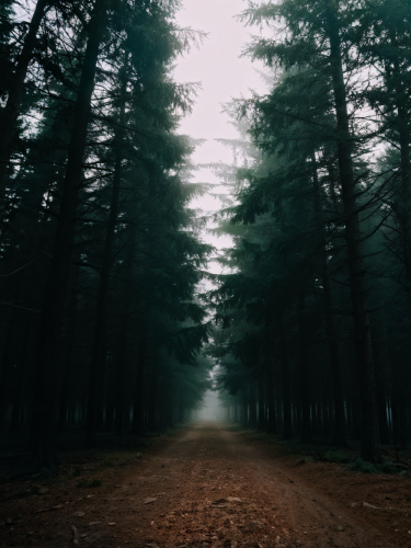lonley-road-freewebnuaiart
