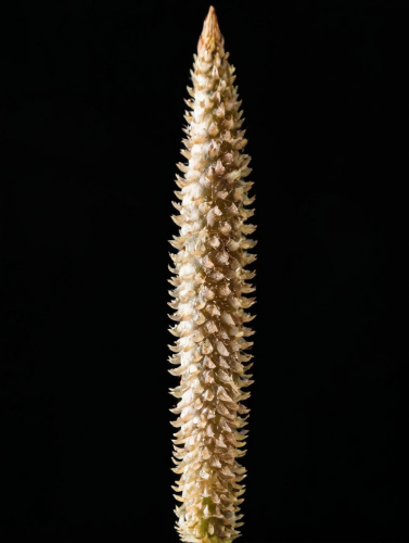 fantasy-flora-freewebnu-digital-art-015