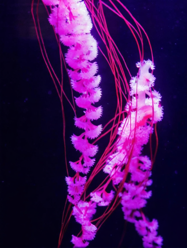 fantasy-flora-freewebnu-digital-art-023