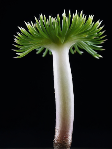 fantasy-flora-freewebnu-digital-art-025