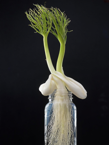 fantasy-flora-freewebnu-digital-art-033